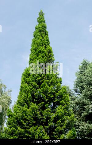 Konisch, Baum, Abies alba „Pyramidalis“ Stockfoto