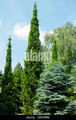Europäischer Silbertanne Abies alba Tree Stockfoto