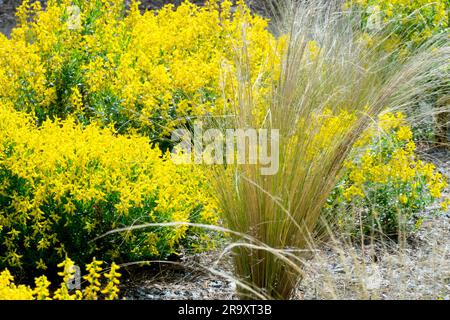 Genista germanica, Ponyschwanzgras, Genista Garten German Greenweed Diminuutive Small Cushion Plants Yellow June Stipa tenuissima Ponyschwanzgras Stockfoto