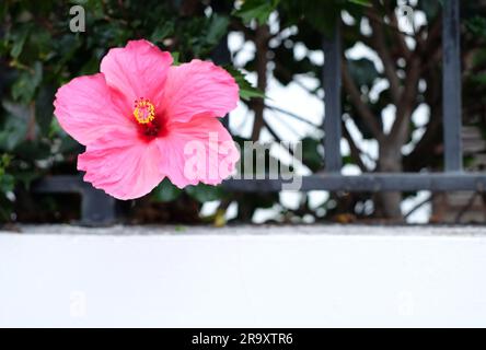 Rosa und rote Hibiskusblüten auf dunkelgrünem Hintergrund. Stockfoto