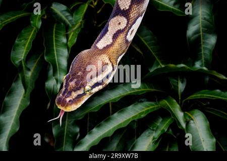 Maisschlange, Pantherophis guttatus, manchmal Rote Rattenschlange genannt, ist eine Art nordamerikanische Rattenschlange in der Familie Colubridae. Kopf mit Zunge Stockfoto