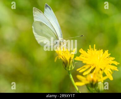 Kleiner weißer Kohlschmetterling auf einer Blume Stockfoto