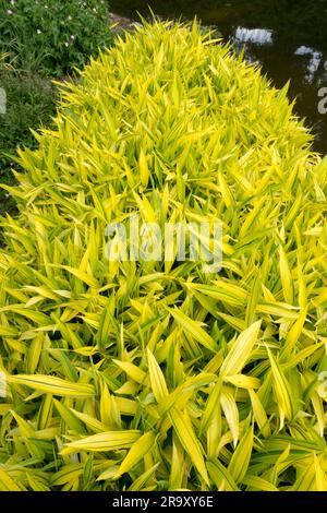 Niedrig, Bambus, Pleioblastus viridistriatus „Auricoma“, Zwergbambus, Garten Goldengelbgrün, Laubschweinchen Grün Streifen Kamuro-Zasa Stockfoto