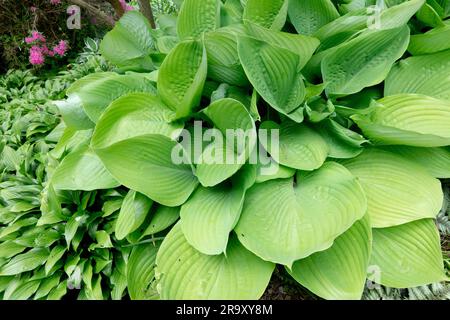 Plantain Lily, Hosta „Sum and Substance“, Funkia, Garden, Hostas Stockfoto