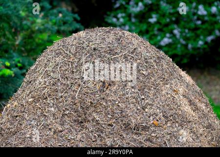 Ameisen aus Ameisenwald, Formica rufa, Ameisen aus Wald, Nest, Kolonie, Hügel aus Nadeln, Wald und Ameisen Stockfoto