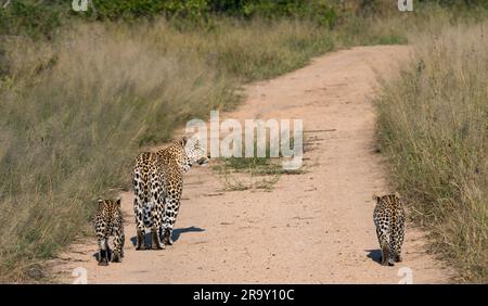 Weibliche Leopardin (Panthera pardus), die mit zwei jungen Jungen im Großen Kruger-Nationalpark, Südafrika, auf einem Dreckspfad spaziert Stockfoto