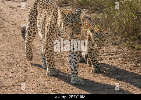 Weibliche Leopardin (Panthera pardus), die mit zwei jungen Jungen im Großen Kruger-Nationalpark, Südafrika, auf einem Dreckspfad spaziert Stockfoto