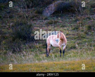 Przewalskis Wildpferd (Dzungarisches Pferd oder Equus ferus przewalskii) im Hustai-Nationalpark, Mongolei, Asien Stockfoto