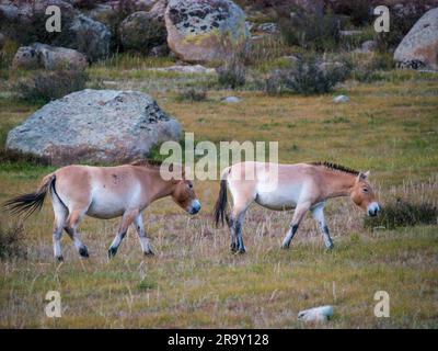 Przewalskis Wildpferde (Dzungarisches Pferd oder Equus ferus przewalskii) im Hustai-Nationalpark, Mongolei, Asien Stockfoto