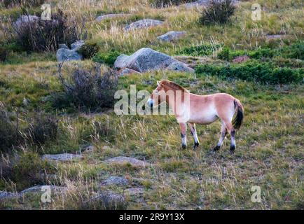 Przewalskis Wildpferd (Dzungarisches Pferd oder Equus ferus przewalskii) im Hustai-Nationalpark, Mongolei, Asien Stockfoto