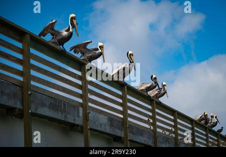 Mehrere braune Pelikane oben auf dem Geländer, schauten auf das Wasser, um zu essen. Stockfoto