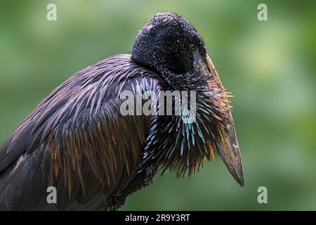 Afrikanischer Entenschnabel (Anastomus lamelligerus), in Afrika südlich der Sahara und im Westen Madagaskars einheimische Storcharten Stockfoto