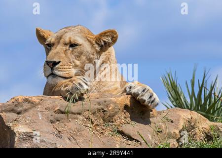 Nahaufnahme eines Porträts der afrikanischen Löwin (Panthera leo), die auf einem Felsen ruht Stockfoto