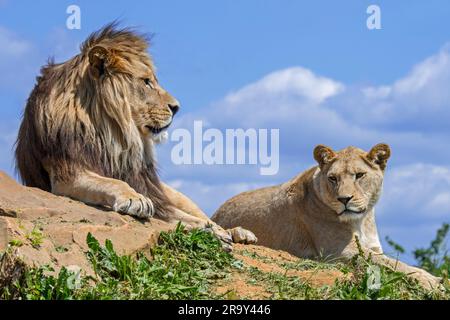 Afrikanische Löwin und männlicher Löwe (Panthera leo), der stolz auf dem Felsen ruht Stockfoto