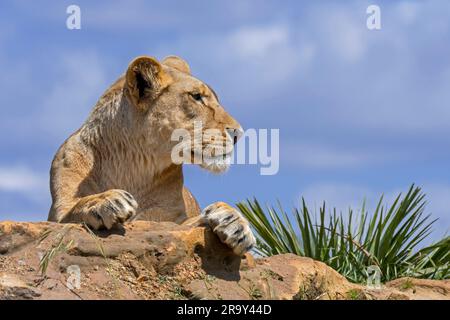 Nahaufnahme eines Porträts der afrikanischen Löwin (Panthera leo), die auf einem Felsen ruht Stockfoto