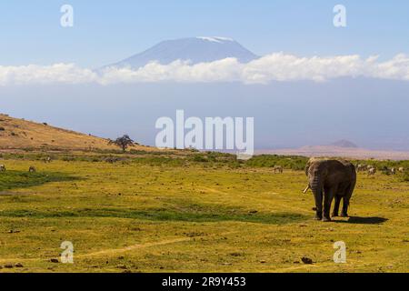 Ein majestätischer Elefant, der über ein weites Grasfeld läuft Stockfoto