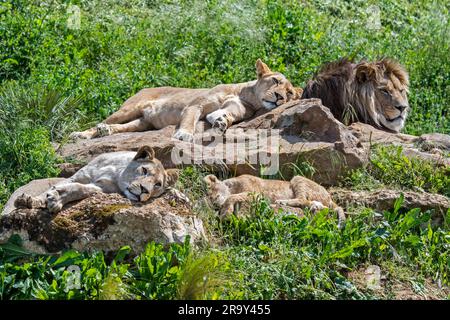 Afrikanischer Löwe (Panthera leo), männlich mit Löweninnen und Jungtieren, die sich auf warmen Felsen ausruhen und sonnen Stockfoto