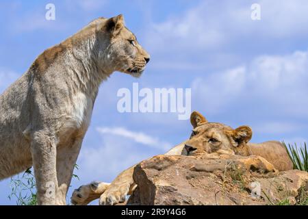 Zwei afrikanische Löwen (Panthera leo), die stolz auf einem Felsbrocken ruhten Stockfoto