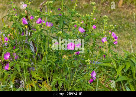 Moschusmilchblüte (Malva moschata). Rosa Blüten auf der Pflanze der Familie Malvaceae mit tiefgeschnittenen Blättern. Stockfoto