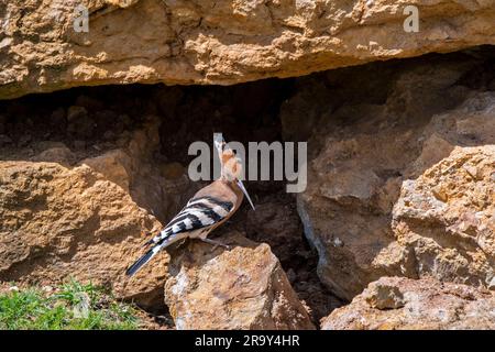 Eurasische Hoopoe (Upupa epops) auf der Suche nach Insekten zwischen Felsen Stockfoto