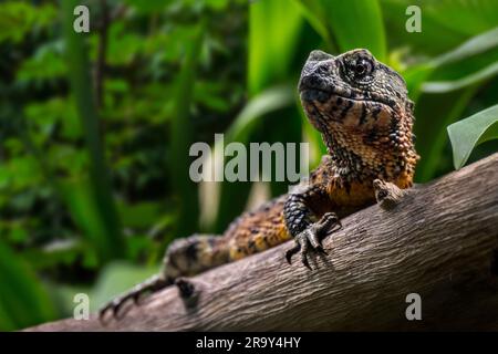 Chinesische Krokodilechse (Shinisaurus crocodilurus), semiaquatische Anguimorph-Eidechse, die in Wäldern im Südosten Chinas und Nordosten Vietnams heimisch ist Stockfoto