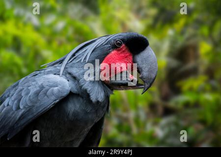 Palmkakadu / goliath Kakadu / großer schwarzer Kakadu (Probosciger aterrimus goliath) im Regenwald / Regenwald, in Neuguinea heimisch Stockfoto