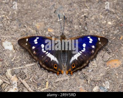 Lila Schmetterling-Fressen auf dem Boden Stockfoto