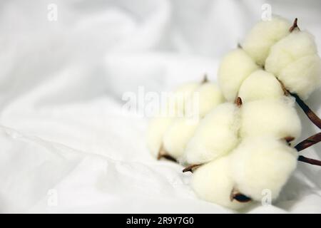 Zweig mit weißen Baumwollblumen auf weißem Hintergrund. Natürliche organische Fasern, Landwirtschaft, Baumwollblumen, Rohstoffe für die Gewebeherstellung. Stockfoto