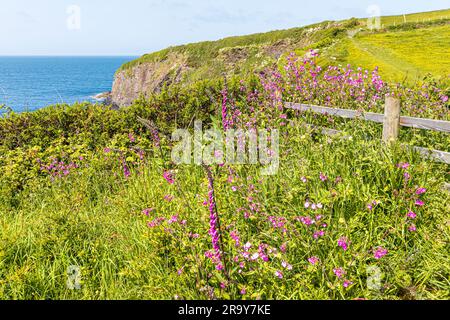 Wilde Blumen auf den Klippen neben dem Pembrokeshire Coast Path National Trail am Trefin (Trevine) im Pembrokeshire Coast National Park, Wales, Großbritannien Stockfoto