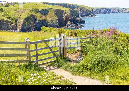 Wilde Blumen auf den Klippen neben dem Pembrokeshire Coast Path National Trail am Trefin (Trevine) im Pembrokeshire Coast National Park, Wales, Großbritannien Stockfoto