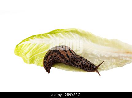 LiMax maximus vor weißem Hintergrund Stockfoto