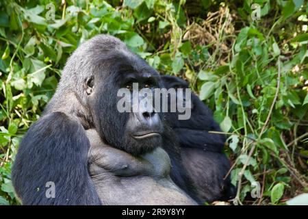 Silverback Mountain Gorilla in Bwindi Impenetrable Forest in Uganda Stockfoto