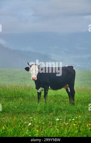 Kuh grast in grünen Bergen mit Nebel Stockfoto