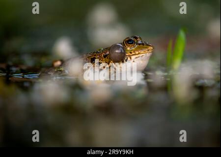 Frosch im Wasser. Ein Poolfrosch weinte mit Stimmbissen auf beiden Seiten des Mundes in Vegetationsbereichen. Pelophylax lessonae. Stockfoto