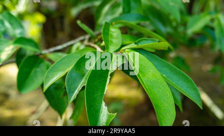 Schließen Sie das Soursophenblatt auf dem Baum Stockfoto