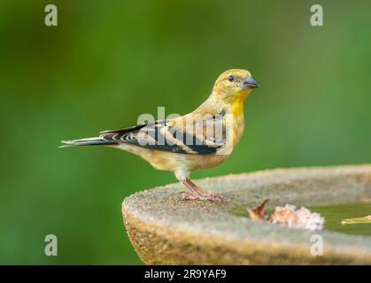 Ein wunderschöner amerikanischer Goldfink sitzt neben einem Vogelbad aus Stein, um an einem warmen Sommertag ein Getränk zu genießen. Stockfoto