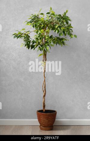 Ein großer Ficus Benjamin mit einem wunderschön verflochtenen Rüssel in einem Blumentopf vor einer grauen Wand im Wohnzimmer. Hausdesign, Inneneinrichtung, Zimmerpflanzen Stockfoto