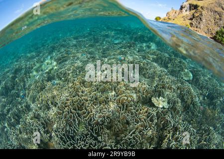 Im Komodo-Nationalpark, Indonesien, gedeihen zahlreiche Korallen, die Riffe bauen. Diese Region ist die Heimat einer außergewöhnlichen marinen Artenvielfalt. Stockfoto