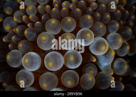 Details der bulbusförmigen Tentakeln einer wunderschönen gepuppten Anemone, Entacmaea quadricolor, die auf einem Korallenriff in Indonesien wächst. Stockfoto