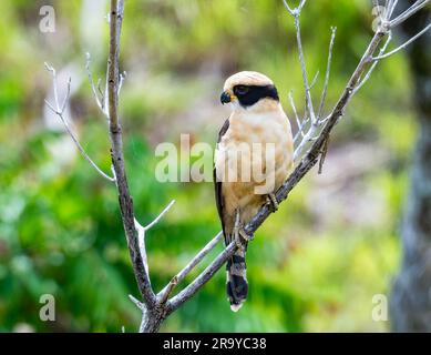 Ein lachender Falke (Herpetotheres cachinnans) auf einem Ast. Kolumbien, Südamerika. Stockfoto