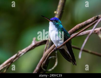 Ein männlicher Anden-Smaragd-Kolibri (Uranomitra franciae) auf einem Ast. Kolumbien, Südamerika. Stockfoto