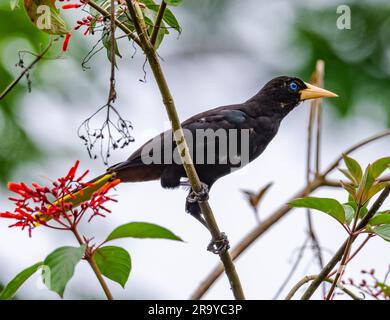 Eine Crested Oropendola (Psarocolius decumanus) auf einem Ast. Kolumbien, Südamerika. Stockfoto