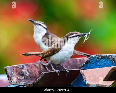 Ein Paar zweifarbige Wren (Campylorhynchus griseus), die Nestmaterial sammeln. Kolumbien, Südamerika. Stockfoto