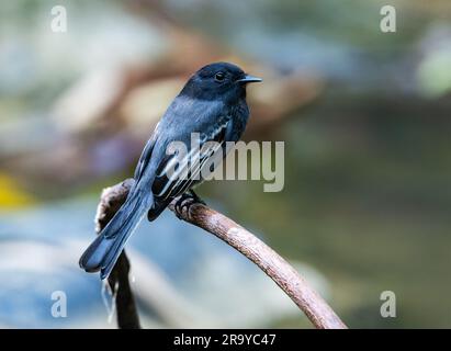 Eine Schwarze Phoebe (Sayornis nigricans) auf einem Ast. Kolumbien, Südamerika. Stockfoto