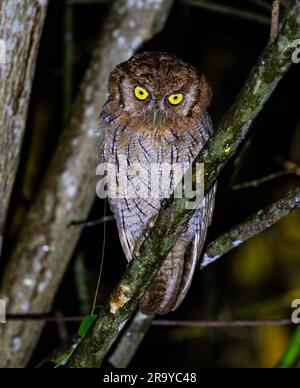 Eine tropische Schreikeule (Megascops Choliba), die nachts auf einer Abranch liegt. Kolumbien, Südamerika. Stockfoto