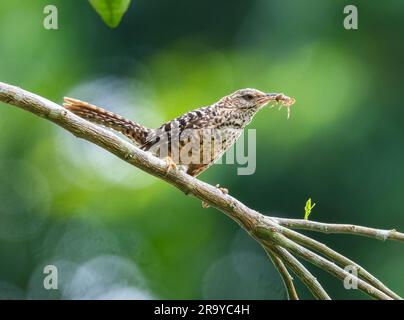 Ein Wren mit Bandrücken (Campylorhynchus zonatus) fing eine Spinne. Kolumbien, Südamerika. Stockfoto