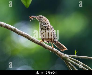 Ein Wren mit Bandrücken (Campylorhynchus zonatus) fing eine Spinne. Kolumbien, Südamerika. Stockfoto