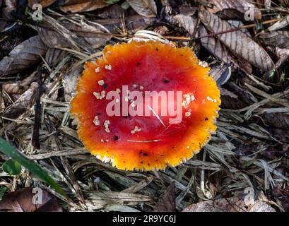 Ein leuchtend roter Agarpilz im Wald. Kolumbien, Südamerika. Stockfoto
