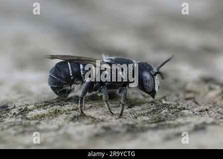 Detaillierte Nahaufnahme einer weiblichen mediterranen kleinen Panzerbiene, Heriades crenulatus in der Gard, Frankreich Stockfoto