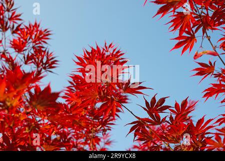 Japanischer Fanapel, Acer palmatum, gegen den blauen Himmel Stockfoto